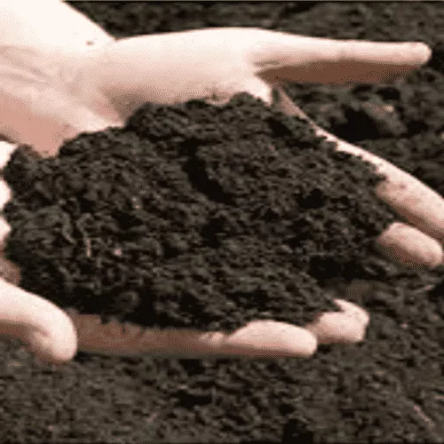 Cattle Dung Manure