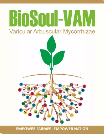 BioSoul-VAM